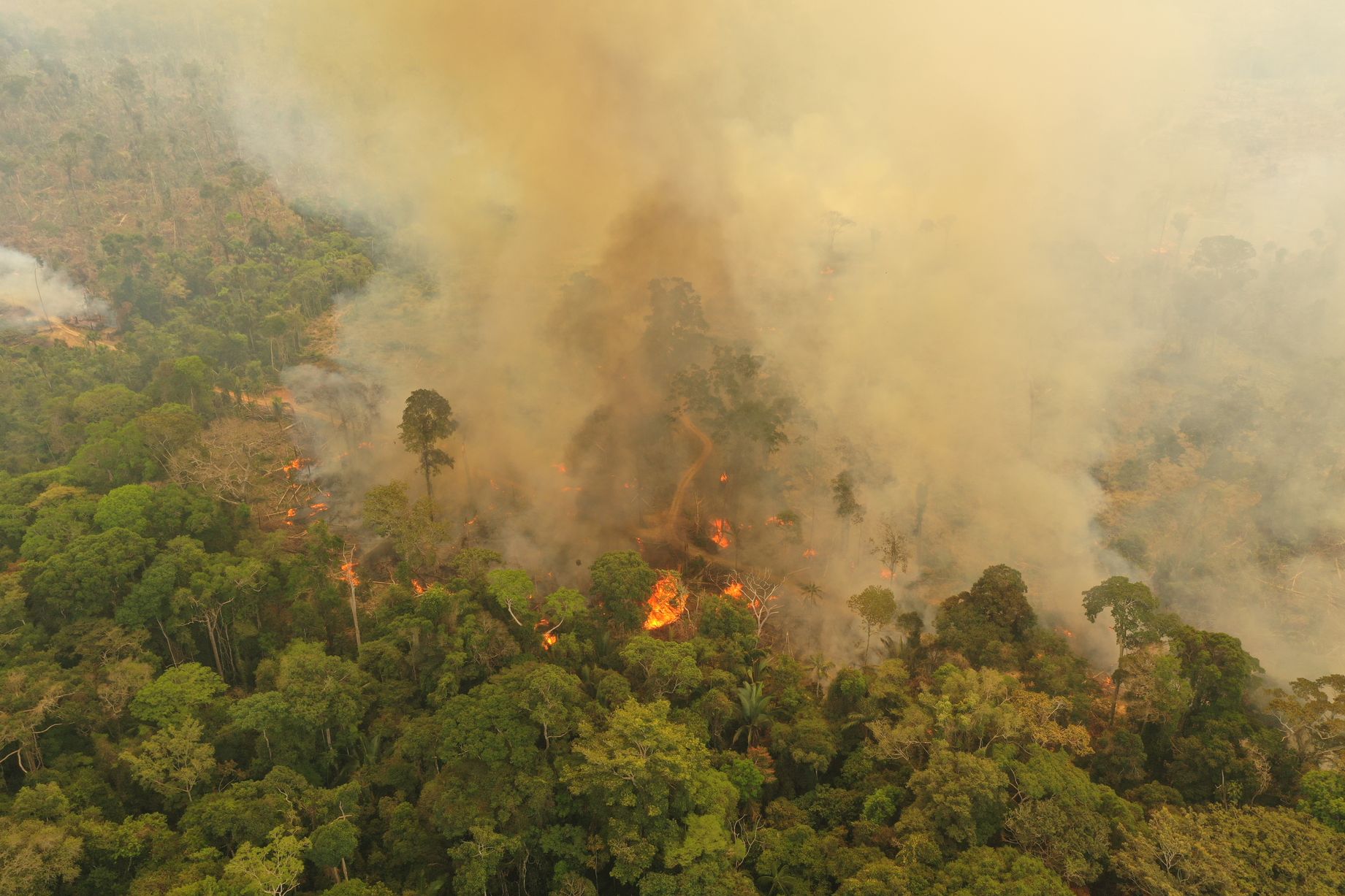 Leonardo DiCaprio Pledged To Give $5 Million To Combat Amazon Wildfires